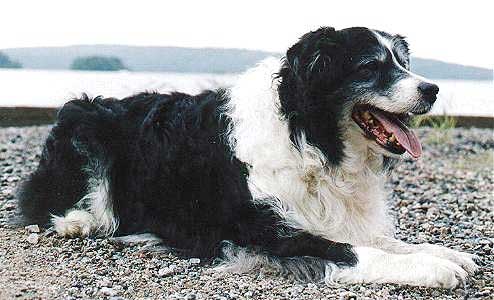 Ace aged 14,5 years