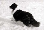 Ace enjoying his first winter in Finland 1988