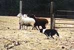 Player herding at 4 months of age