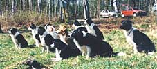 Group of Border Collies listening a lecture about agility
