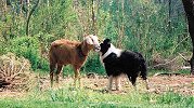 Ziggy and goat