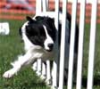 Agility pictures