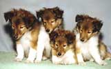 Frida s  first litter in 1991