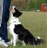 Molly retrieving