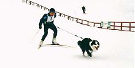 Mikki at sledge dog trials