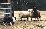 Players first day herding