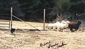 Player herding at 4 months