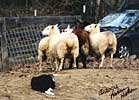 Player herding at 4 months