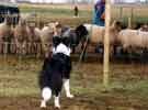 Meghann with sheep