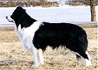Fin OT Ch  Int Fin Est Ch EstW-03 Pikkupaimenen Ace Ventura ,2nd in Finnish Obedience Nationals 2003