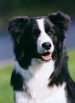 Photo by Lea P�yli�