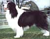 Aust NZ Ch Maghera Crystal Rythem