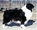 Multi Ch BIS Ch Minimbah Showdown CDX