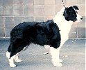 Multi Ch BIS Ch Borderfame Sheer Delight CDX