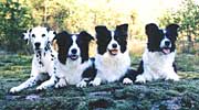 Sizzy Roxy Spot and Sophie
